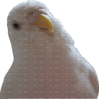birds budgerigar bp - gratis png