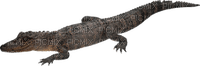 Kaz_Creations Crocodile Alligator - PNG gratuit