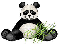 Panda - Nemokamas animacinis gif