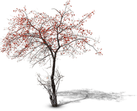 tree anastasia - бесплатно png