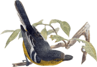 Kaz_Creations Deco Leaves Leafs Bird Birds - ingyenes png