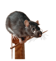 raton - PNG gratuit