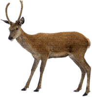 Kaz_Creations Deer - gratis png