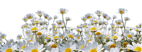 daisy flower border - PNG gratuit