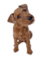Kaz_Creations Animals Dogs Dog Pup - png gratuito