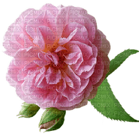 kukka, flower, fleur, ruusu, rose - nemokama png