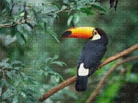 Toucan d'amazonie - PNG gratuit
