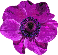 poppy flowers bp - 無料png