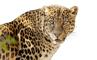 leopardo - PNG gratuit