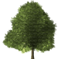 maple-tree-green - png ฟรี