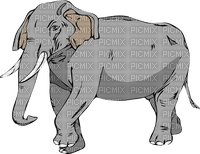 Elefant - 免费PNG