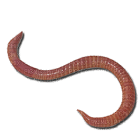 worm - GIF animate gratis