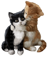 chatons - kostenlos png