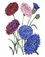 fleurs - Bezmaksas animēts GIF