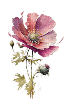 fleur pavot rose - ilmainen png