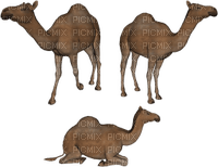 Kaz_Creations Camel - 無料png