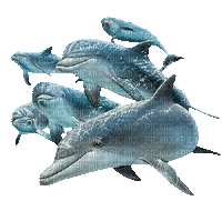 dolphin  dauphin 🐬🐬 - GIF เคลื่อนไหวฟรี