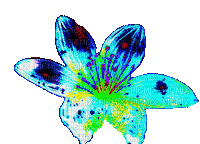 Fiore Luminoso C - GIF animado grátis