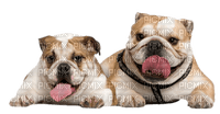 cecily-chiens - 免费PNG