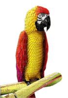 perroquet - безплатен png
