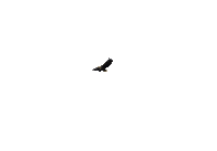 Flying Eagle * - GIF animado grátis