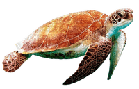 sea ​​turtle - 免费PNG
