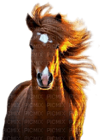 caballo - png gratis