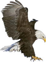 Eagle - 免费PNG