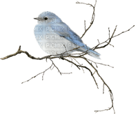 oiseau bleu - zdarma png