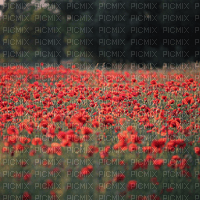 poppies - 無料png