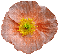 poppy, unikko, kukka, flower, fleur - gratis png