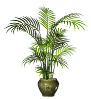 plantes - png gratis