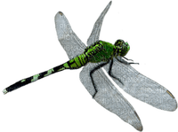 Dragonfly katrin - png ฟรี