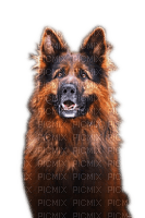 Rena Dog Schäferhund Hund Tier - Free PNG
