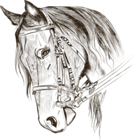 Rysunek koń - PNG gratuit
