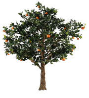 Kaz_Creations Tree-Oranges - PNG gratuit