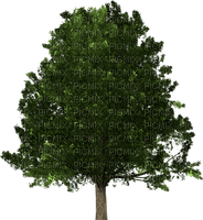 trees bp - 免费PNG