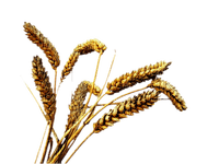 blé - PNG gratuit