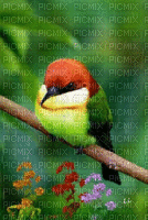 hummingbird - Free animated GIF
