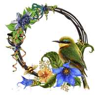Hummingbird bp - Free PNG