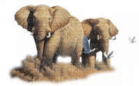 Kaz_Creations Animals Animal Elephants Elephant - ilmainen png