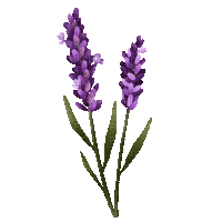 Fleurs.Lavande.lavender.flowers.Victoriabea - GIF animé gratuit
