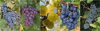 grapes rypäleet collage kollaasi - kostenlos png