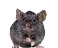 Kaz_Creations Rat-Mouse - png gratuito