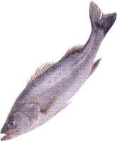 Kaz_Creations Fish - nemokama png