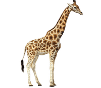 Kaz_Creations Giraffe - zdarma png