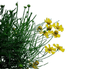 grass,flowers - ilmainen png