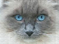 les yeux du chat - zdarma png