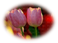 patymirabelle fleurs tulipes - darmowe png