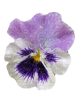 Purple & White Flower Pansy